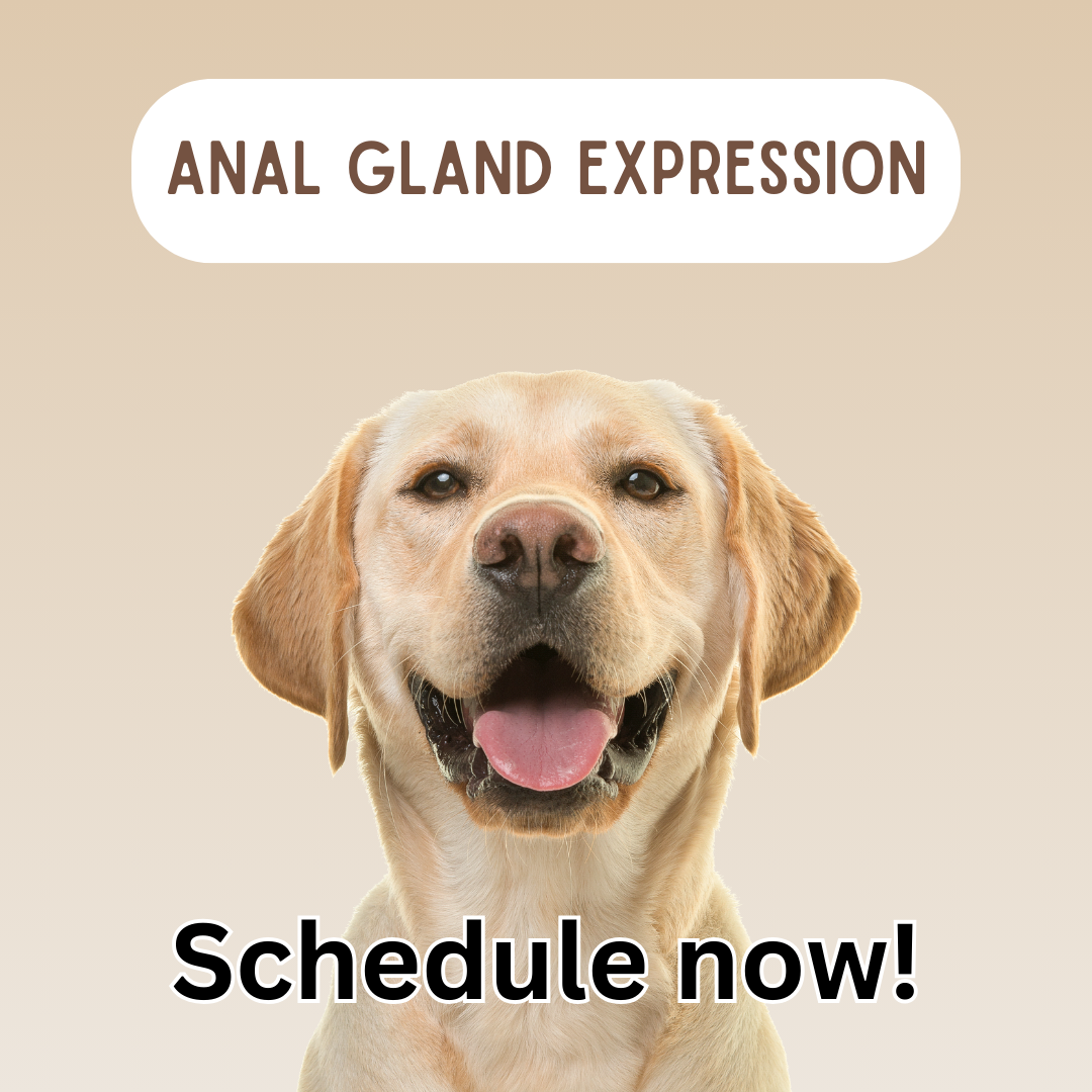 *Anal Gland Expression